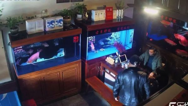 龙鱼撞缸后的应急措施如何防止龙鱼再次撞缸的心理原因（龙鱼撞破鱼缸怎么处理祥龙鱼场的龙鱼品种介绍） vs祥龙鱼场 第3张