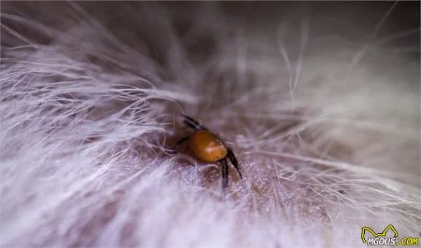 狗狗怎么做疫苗和驱虫？