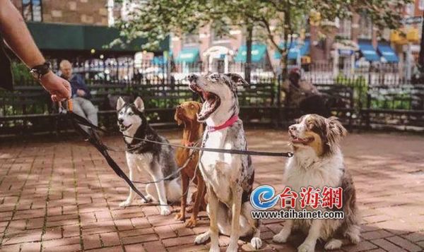 春节宠物寄养普遍涨价　寄养前要做好防疫和驱虫