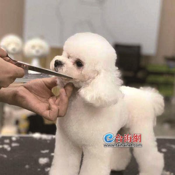 春节宠物寄养普遍涨价　寄养前要做好防疫和驱虫
