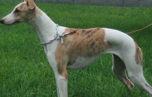 饲养灵缇犬必须知道的防疫与驱虫常识，快来了解一下！