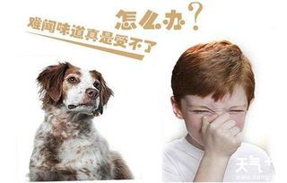 宠物防疫消毒攻略，安全守护宠物健康