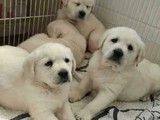 成都金毛犬多少钱一只 哪里有卖金毛犬