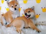 成都哪里有狗狗幼犬出售 全国可发货 健康保障