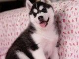 哪里有卖阿拉斯加犬 成都本地犬舍