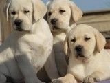 哪里有卖马尔济斯犬 成都附近犬舍
