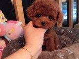 成都蒲江哪里有卖泰迪犬 本地犬舍 上门挑选 纯种健康