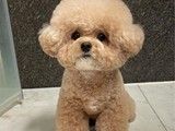 成都哪里有狗狗幼犬出售 上门挑选 健康保障