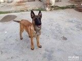 成都崇州大型犬舍出售马犬 专业马犬养殖基地
