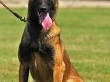 出售马犬 成都犬舍基地 宠物养殖基地直销马犬 纯种