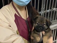 上海浦东新区宠物流浪狗流浪猫小动物救助领养收容收养中心站