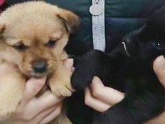 上海嘉定区流浪猫狗宠物小动物收养收容救助领养中心基地站