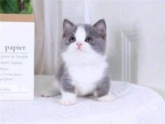 上海嘉定区宠物流浪狗流浪猫小动物救助领养收容收养中心站