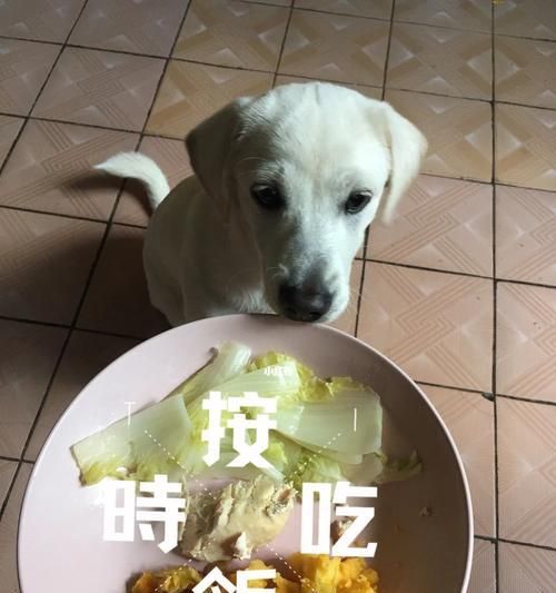 如何给宠物狗狗提供健康早餐？（注意事项和营养需求）