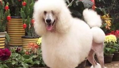 如何科学搭配成犬狗粮,才能让狗狗健康成长?