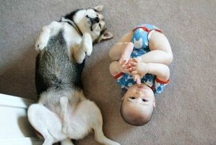 如何科学搭配成犬狗粮,才能让狗狗健康成长?