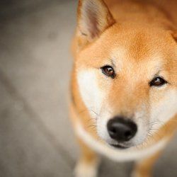 家养可爱宠物猫狗图片