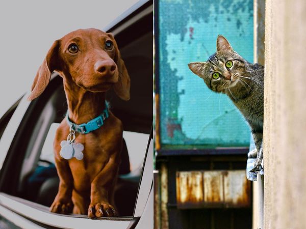 可商用宠物猫狗图片大全摄影图库，实拍高清可爱家庭萌宠猫咪壁纸配图设计配图无版权图片素材合集
