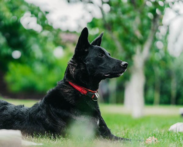 可商用宠物猫狗图片大全摄影图库，实拍高清可爱家庭萌宠猫咪壁纸配图设计配图无版权图片素材合集