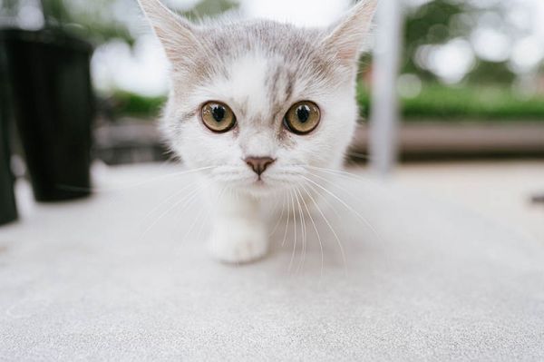 可商用宠物猫狗图片大全摄影图库，实拍高清可爱家庭萌宠猫咪壁纸配图设计配图无版权图片素材合集