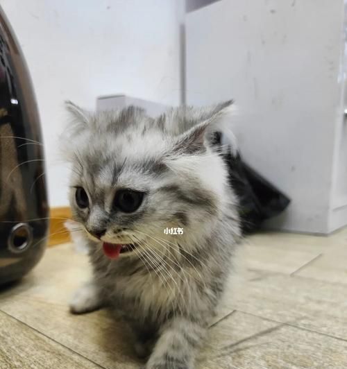 如何选择适合自己的宠物购买平台（以猫咪为例）
