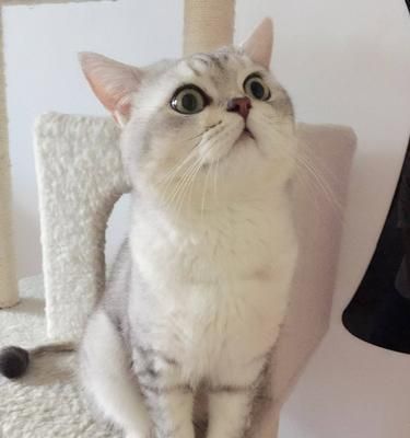 如何选择适合自己的宠物购买平台（以猫咪为例）