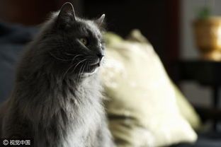 猫咪成长指南：从断奶到独立，如何科学喂养？（如何选择合适的猫粮？）