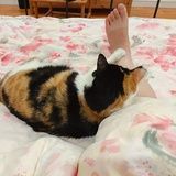 猫不知