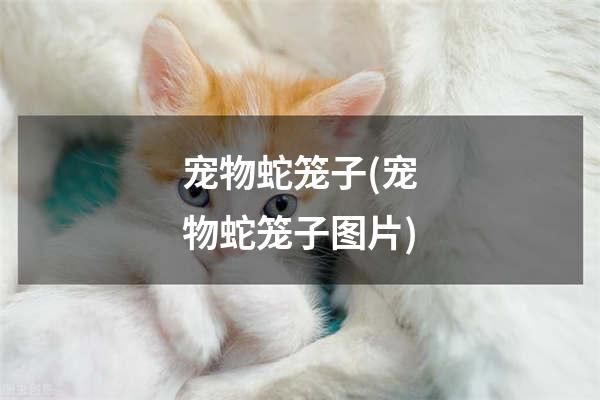 宠物蛇笼子(宠物蛇笼子图片)