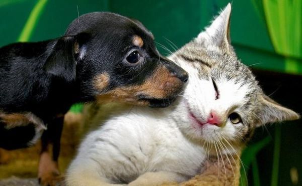 如何与猫咪友好沟通？猫咪行为背后的秘密是什么？