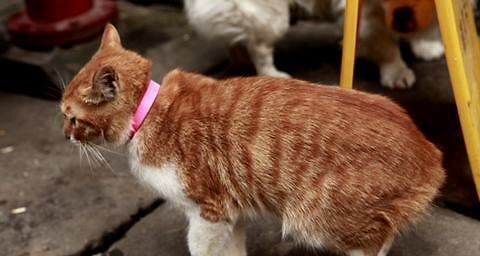如何与猫咪友好沟通？猫咪行为背后的秘密是什么？