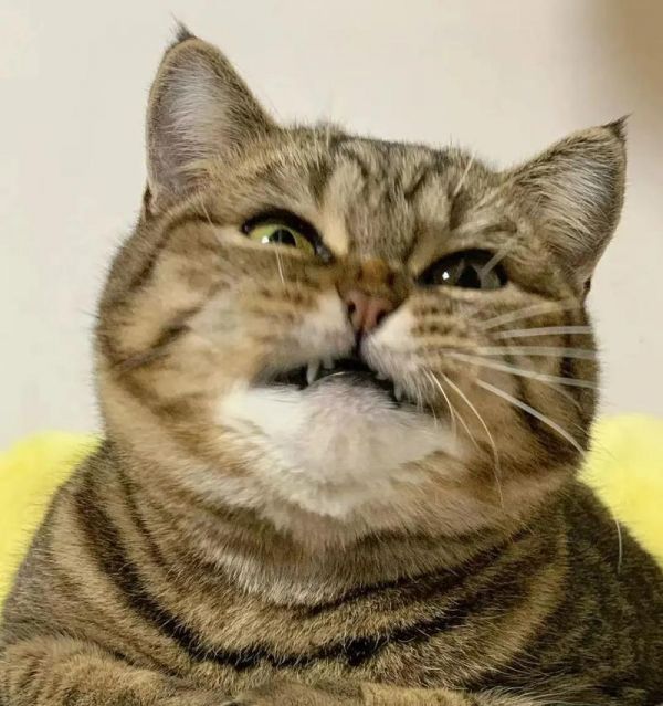 猫咪进食后刨地行为解析？本能还是习性？