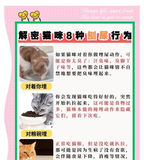 猫咪进食后刨地行为解析？本能还是习性？