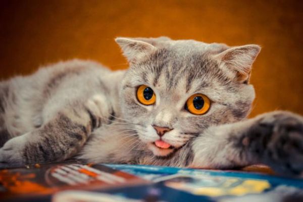 猫咪的有趣行为，打开铲屎官新世界的大门，了解猫咪可爱的另一面