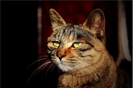 猫咪的有趣行为，打开铲屎官新世界的大门，了解猫咪可爱的另一面
