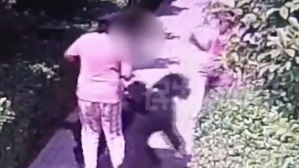 河南一市监局经检支队队长的巨型犬咬伤老人拒赔:有“心理辅导犬”狗证,市监局回应系个人行为