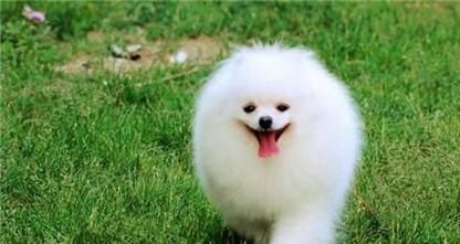 爱护宠物，防止运动伤害（以博美犬为例，三妙方助你健康养宠）