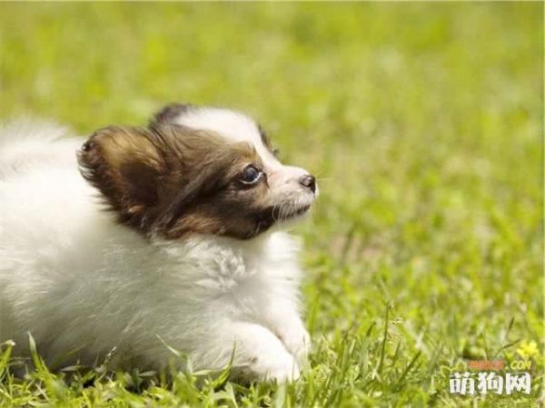 狗狗健康的各种型运动方式