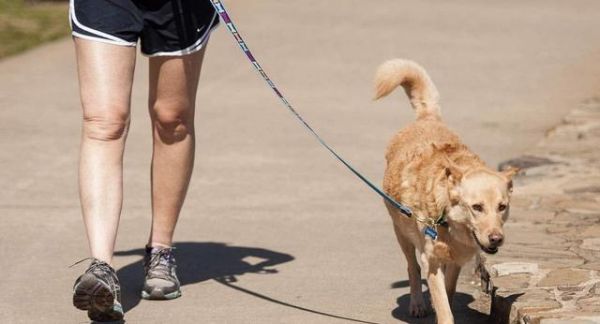运动让宠物狗更健康（狗狗的运动需求与好处、让爱犬健康的运动方式）