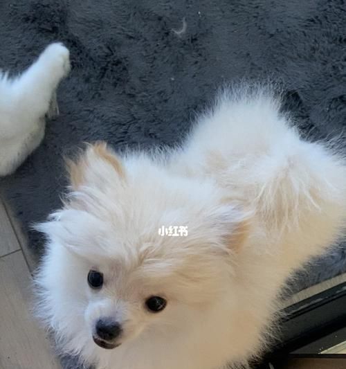 如何正确护理宠物狗的尴尬期？（详解狗狗尴尬期的特征及护理方法）