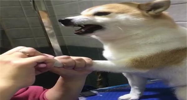 宠物狗剪指甲出血怎么办？（详解狗狗指甲剪裁技巧，以及处理剪指甲出血的方法）