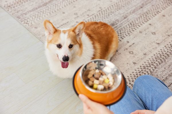 宠物零食购买与喂养注意事项