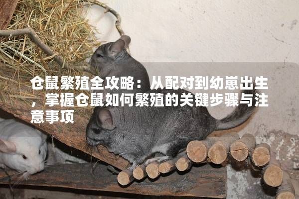 仓鼠繁殖全攻略：从配对到幼崽出生，掌握仓鼠如何繁殖的关键步骤与注意事项