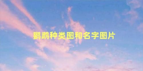 鹦鹉种类图和名字图片