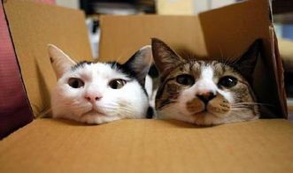 猫咪开春应如何调整饮食,才能保持健康活力?