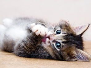 猫咪开春应如何调整饮食,才能保持健康活力?