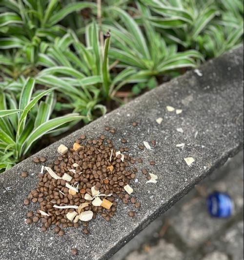 猫粮出现蚂蚁的原因是什么？