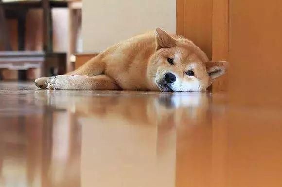 宠物寄养要注意些什么？