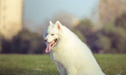 狗狗饮食搭配,如何让爱犬健康成长?