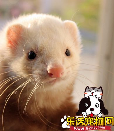 宠物貂吃什么 不能吃含有干水果和蔬菜
